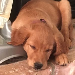 Meet your Posher, Bonnie